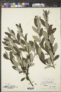 Salix planifolia image