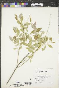 Salix amygdaloides image