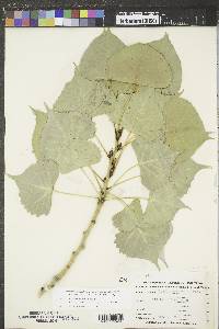 Populus deltoides subsp. monilifera image