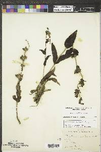 Penstemon albidus image