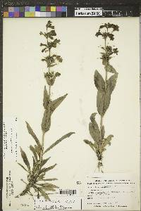 Penstemon albidus image