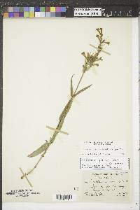 Penstemon gracilis image