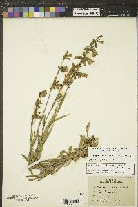 Penstemon gracilis image