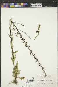 Verbascum blattaria image