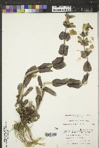 Penstemon grandiflorus image