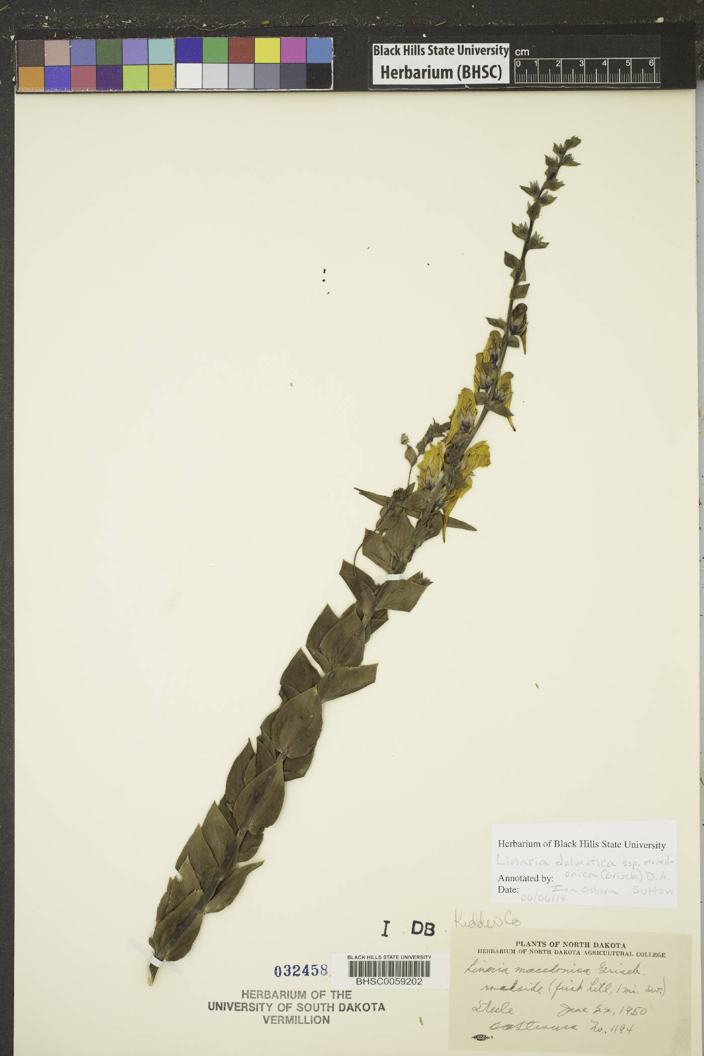 Linaria dalmatica subsp. macedonica image