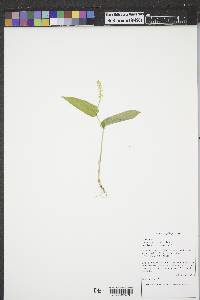 Maianthemum canadense image