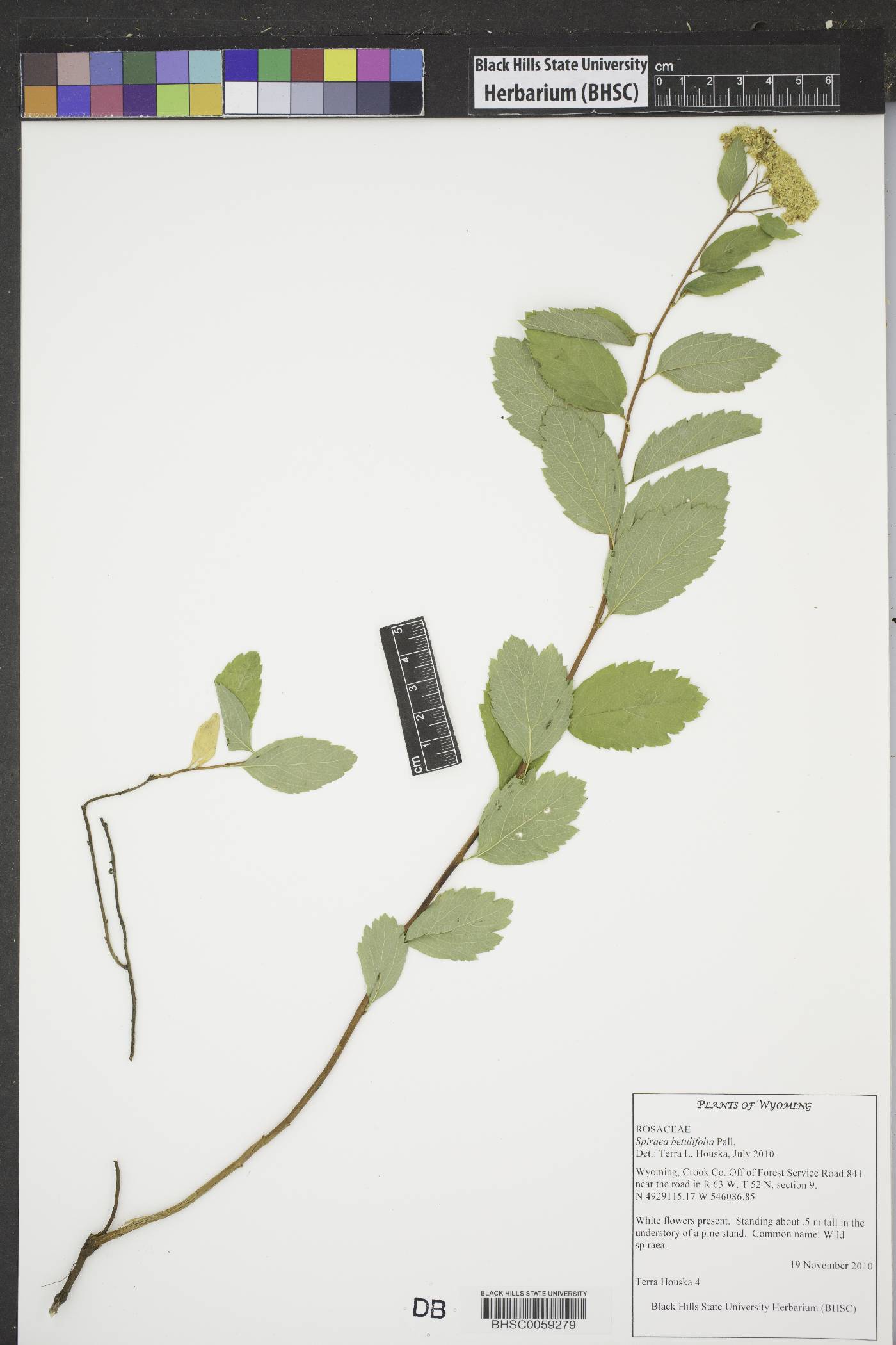 Spiraea betulifolia image