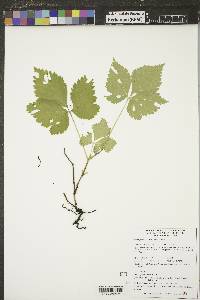 Rubus pubescens image