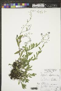 Myosotis scorpioides image