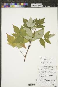 Rubus idaeus subsp. melanolasius image