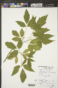 Acer negundo var. interius image