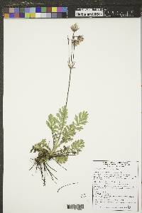 Geum triflorum image