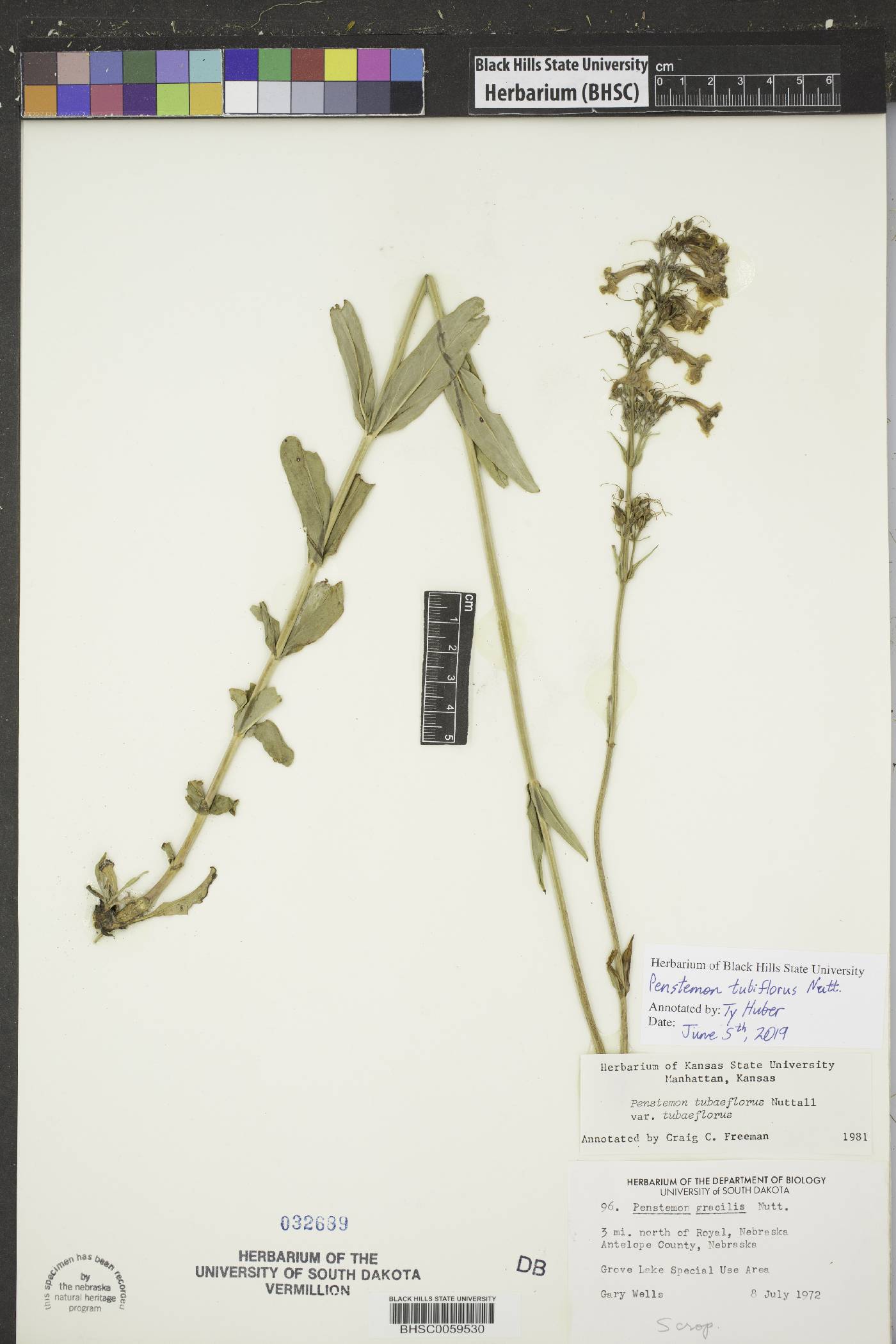Penstemon tubiflorus image