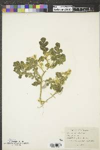 Solanum rostratum image