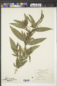 Verbena hastata image
