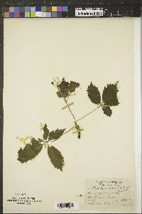 Parthenocissus inserta image