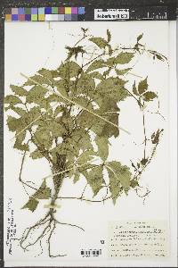 Parthenocissus inserta image