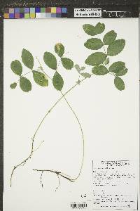 Lathyrus ochroleucus image