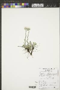 Antennaria microphylla image
