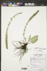 Veronica wyomingensis image