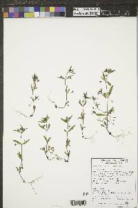 Collinsia parviflora image