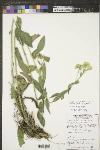 Solidago rigida image