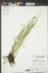 Carex hoodii image