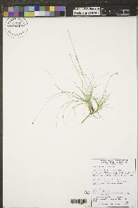 Carex eburnea image