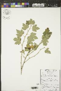 Ribes missouriense image