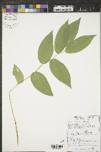 Prosartes trachycarpa image