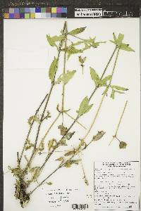 Silene latifolia image