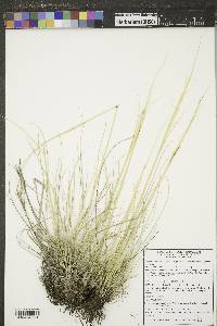 Hesperostipa comata image