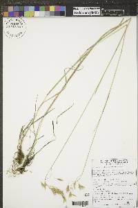 Bromus porteri image