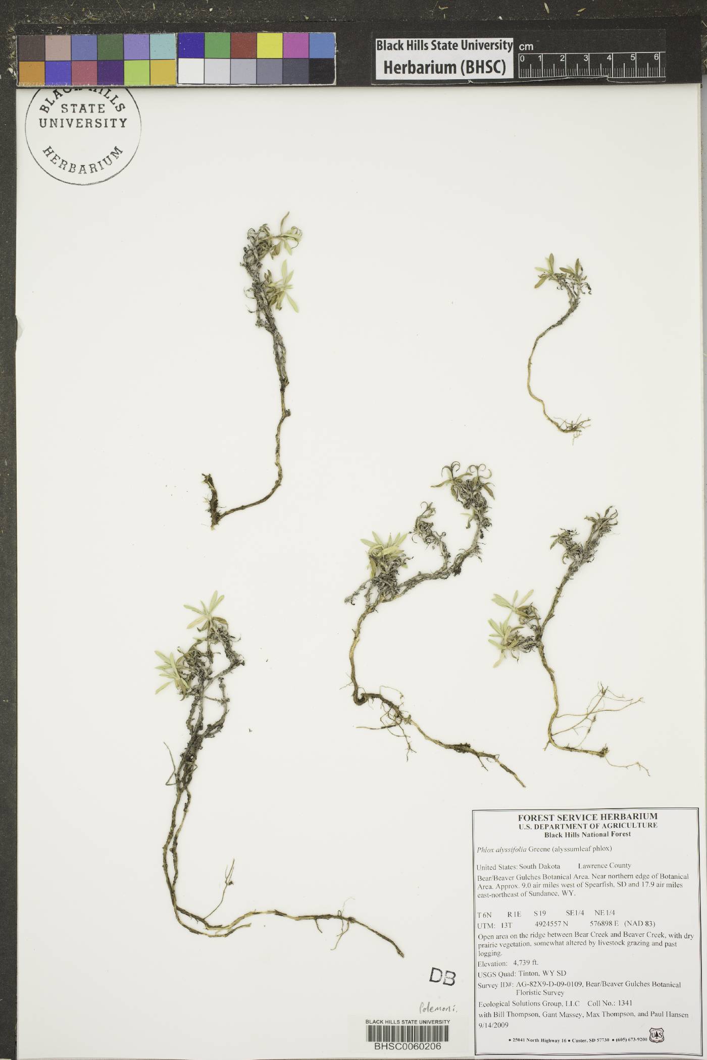 Phlox alyssifolia image