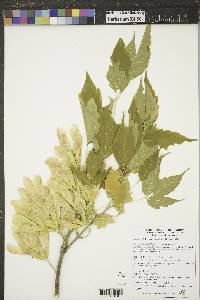 Acer negundo var. interius image