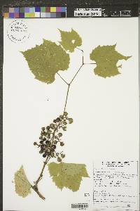 Vitis riparia image