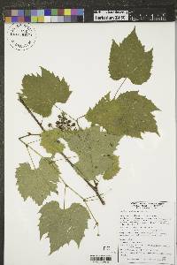 Vitis riparia image