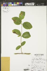 Lonicera dioica image