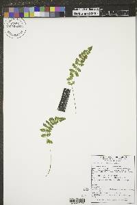 Woodsia oregana image