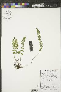 Asplenium trichomanes-ramosum image