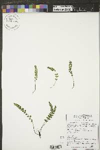 Asplenium trichomanes-ramosum image