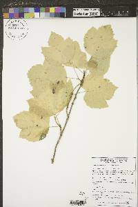 Viburnum edule image