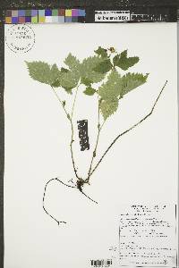 Rubus pubescens image