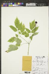 Actaea rubra image