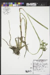 Scirpus microcarpus image