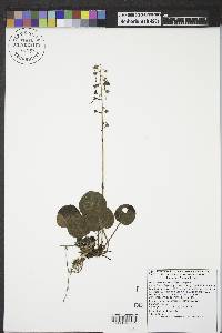 Pyrola asarifolia subsp. asarifolia image