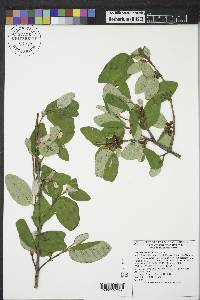 Shepherdia canadensis image