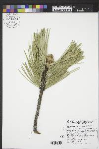 Pinus ponderosa image