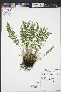 Woodsia scopulina image